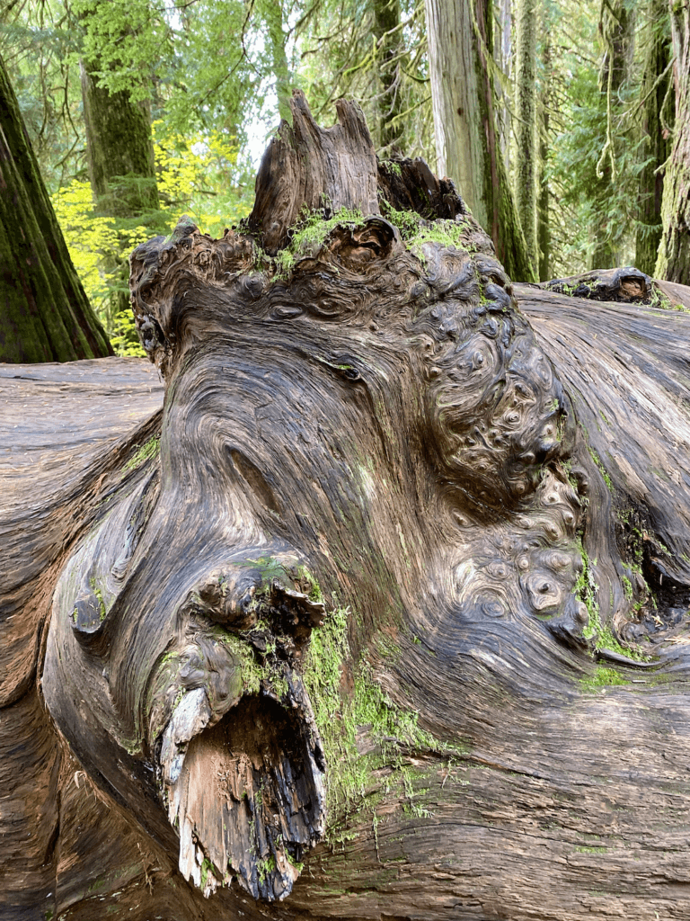 The twists and turns of a fallen cedar tree are fascinating and tell the story of time in this old growth forest near Ohanapecosh Visitor Center on Mount Rainier. The contour of the lines have bits of green moss and the forest shows various understory plants in the canopy of older evergreen trees.