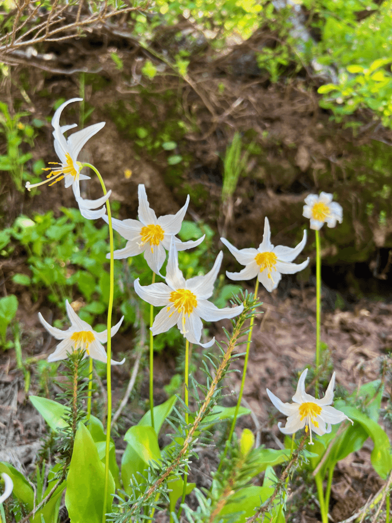 Wildflowers burst alive in July in the Cascade Mountains of Washington State. These flowers are white with yellow centers and are thriving next to other ground cover including infant fir trees.