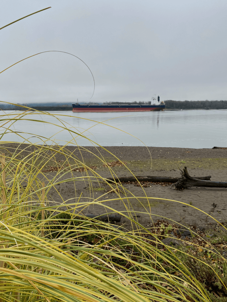 A large tanker is anchored on the Columbia River as seen from a beach with sand and drift logs. 