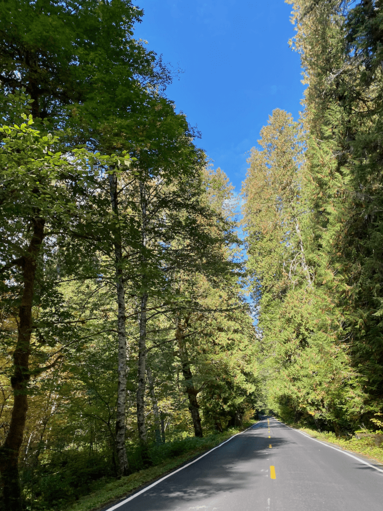 The drive from Seattle to Mt. Rainier winds through tree-lined roadways like this one, which is flat and has a dotted yellow line running to the horizon. The trees are a mix of evergreen and deciduous with the leaves getting ready to change for the fall season. All under bright blue skies.