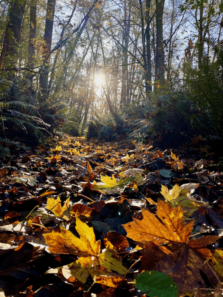 Several fallen maple leaves reflect the light of a fall sunset in a Seattle suburb of Federal Way, Washington. The sky is blue by transitioning to sunset colors with the bright lazy sun. The walking trail is completely covered in large orange and yellow maple leaves.