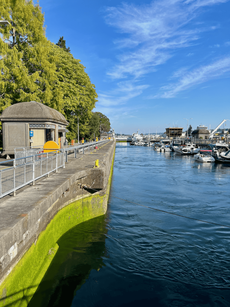 A beautiful fall day in Seattle at the Ballard Locks. The waterline is high but still exposes neon green algae against the concrete walls with bushy green deciduous trees and a blue sky with whips of white clouds.