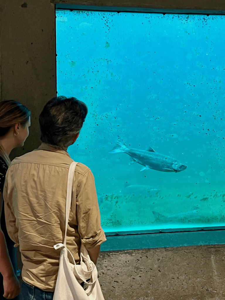 Two people watch a coho salmon behind thick glass at Ballard Locks in Seattle. The glass has a light blue tint and the man is wearing a tan shirt with a white shoulder bag.