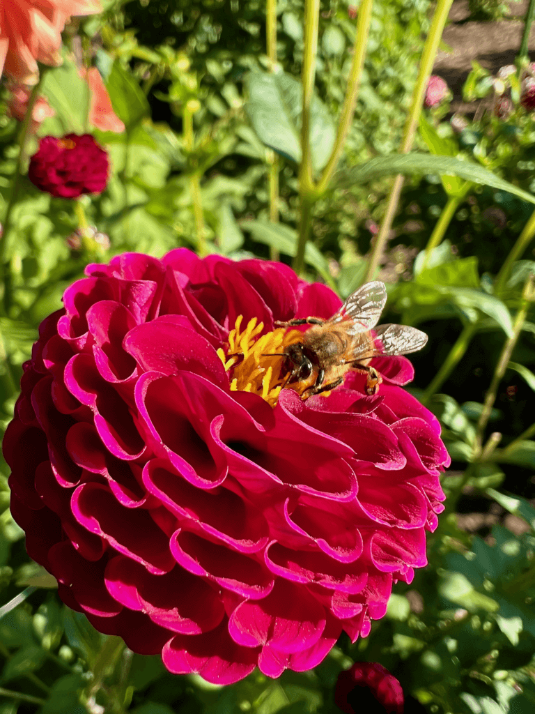 A magenta dahlia attracts a bee to the yellow center. This is at Volunteer Park Dahlia garden in Seattle. The flowers bloom September and October. Bright green foliage shine against the sun in the background.