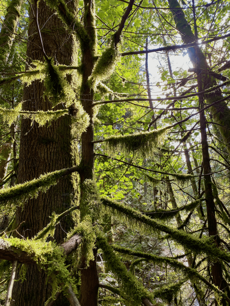 The sun shines through a nature meditation scene deep in a Pacific Northwest forest. Water drips from moss lining the branches of the young trees, with multi layers of green and textures.