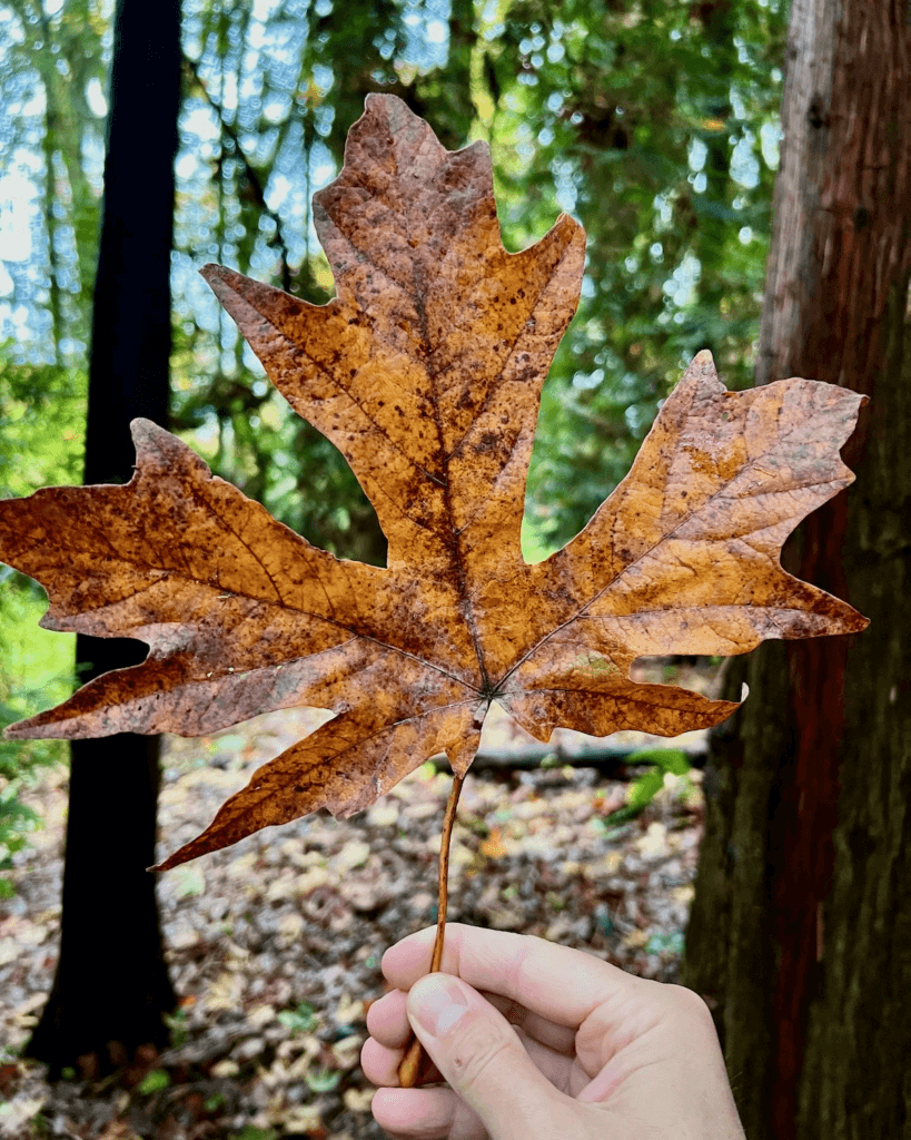 A hand holds a giant orange maple leave. The trees of a Seattle park are slightly obscured in the background.