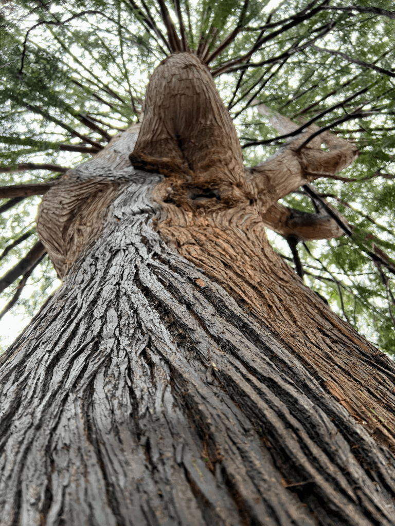 The sinuey bark of a giant cedar tree is partially wet and partially dry. High above, branches fold out in every direction.