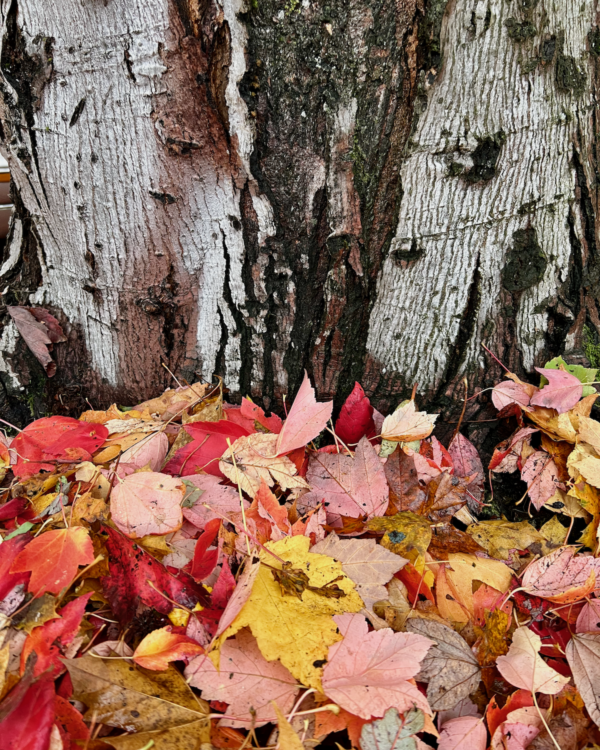 How to enjoy Fall in Seattle -- 30 of the best outdoor things to do