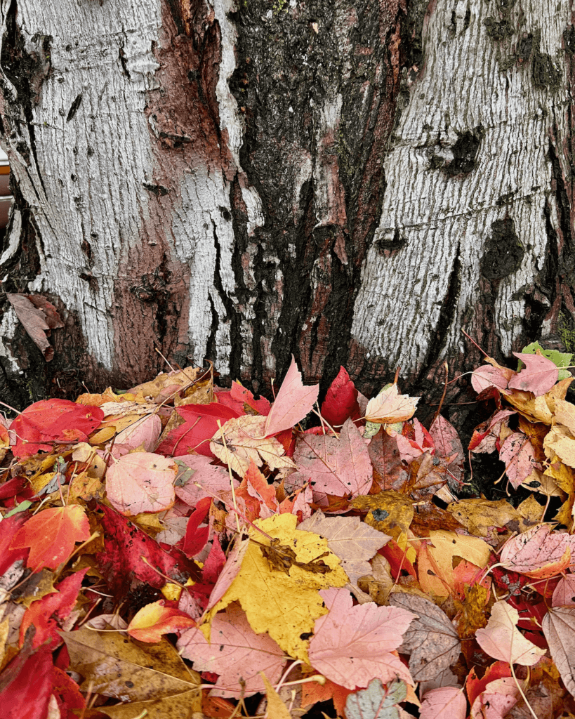 Fall in Seattle brings brightly colored leaves, like this pile raked up against the flaky white bark of a birch tree.