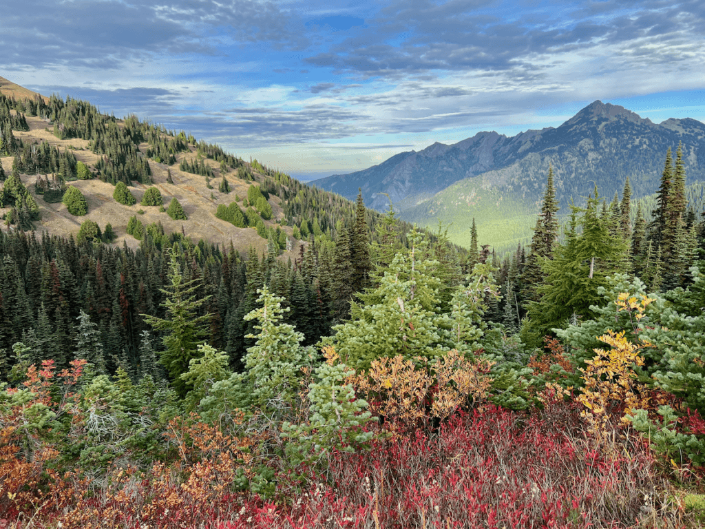 A beautiful nature connection experience on Hurricane Hill in the Pacific Northwest shows abundant colors from the red bushes in the foreground to the alpine fir trees to the rising mountains in the background and blue and gray clouds above it all.