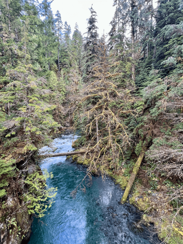 Blue water rushes through the Quinault Rainforest on a nature connection experience. This vantage point is from a footbridge and offers a Birdseye view of moss lined trees, fir and white water in the river.