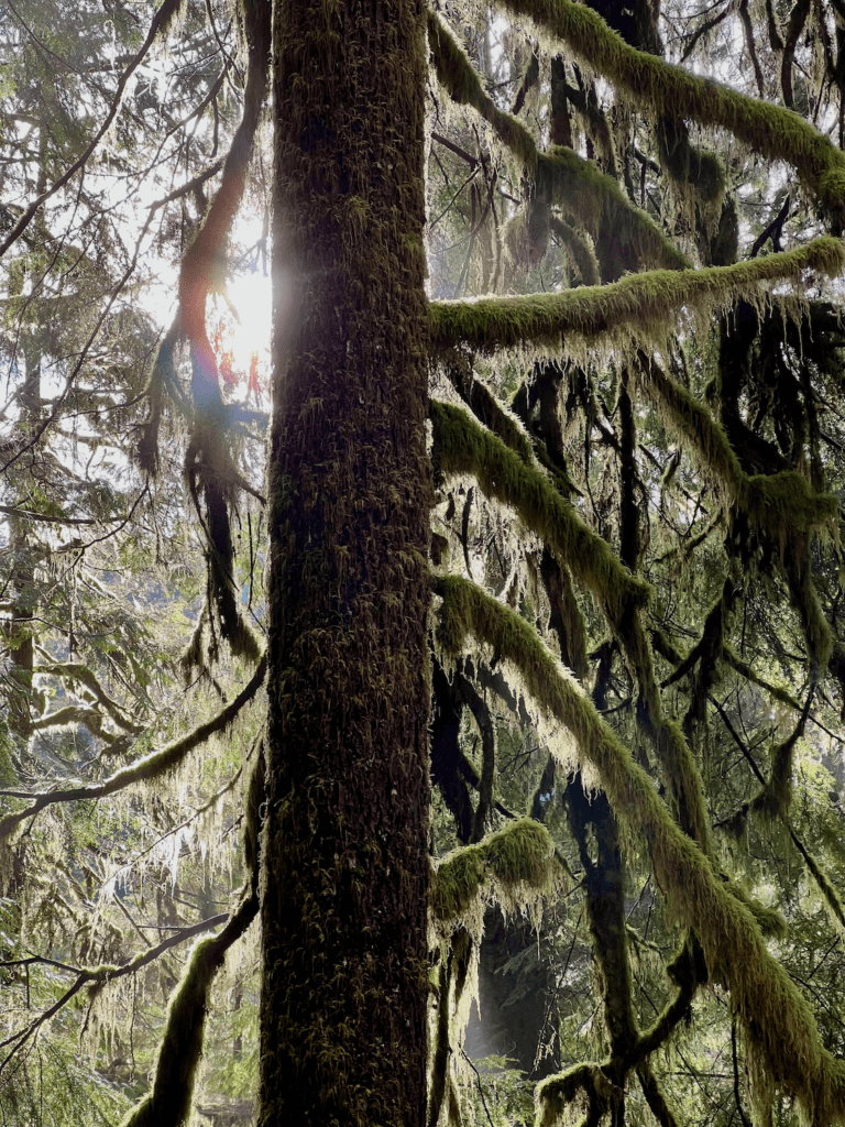 The sun shines through a fir tree. The beams of light project through moss dangling from the branches in this rich rainforest scene.