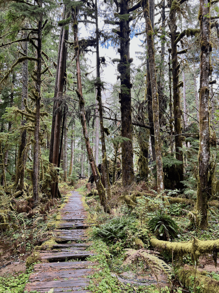 Wooden planks create a boardwalk into the magic of a rainforest in Mt. Rainier National Park. Moss lined trees rise up into the forest canopy, offering a sure nature connection in every direction. The varieties of greens and textures seem endless.