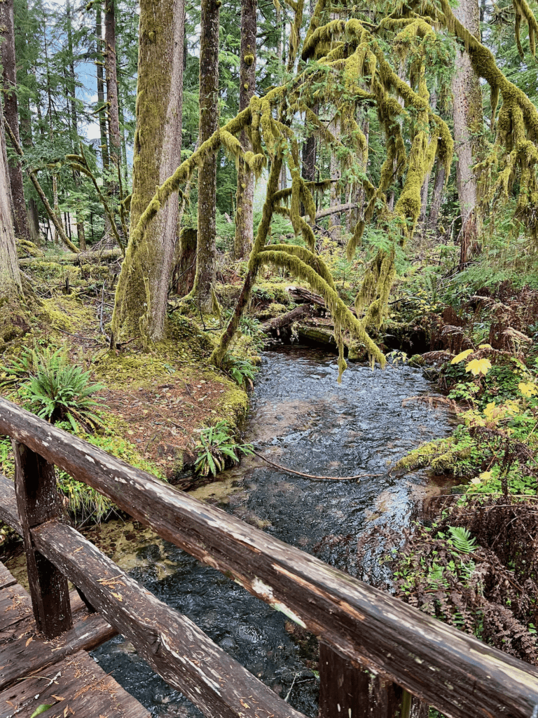 A wooden bridge crosses a babbling creek at the gateway to the Quinault Rainforest, steps away from Lake Quinault Lodge in Washington State. Tree branches lined with green moss hang over the water with a variety of rainforest plants thriving in this scene of effortless nature connection.