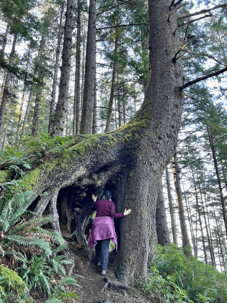 A female wearing purple gazes through the gigantic root structure of an ancient sitka spruce in Oswald West State Park. The forest is thick with trees and blue sky can be seen above the canopy.