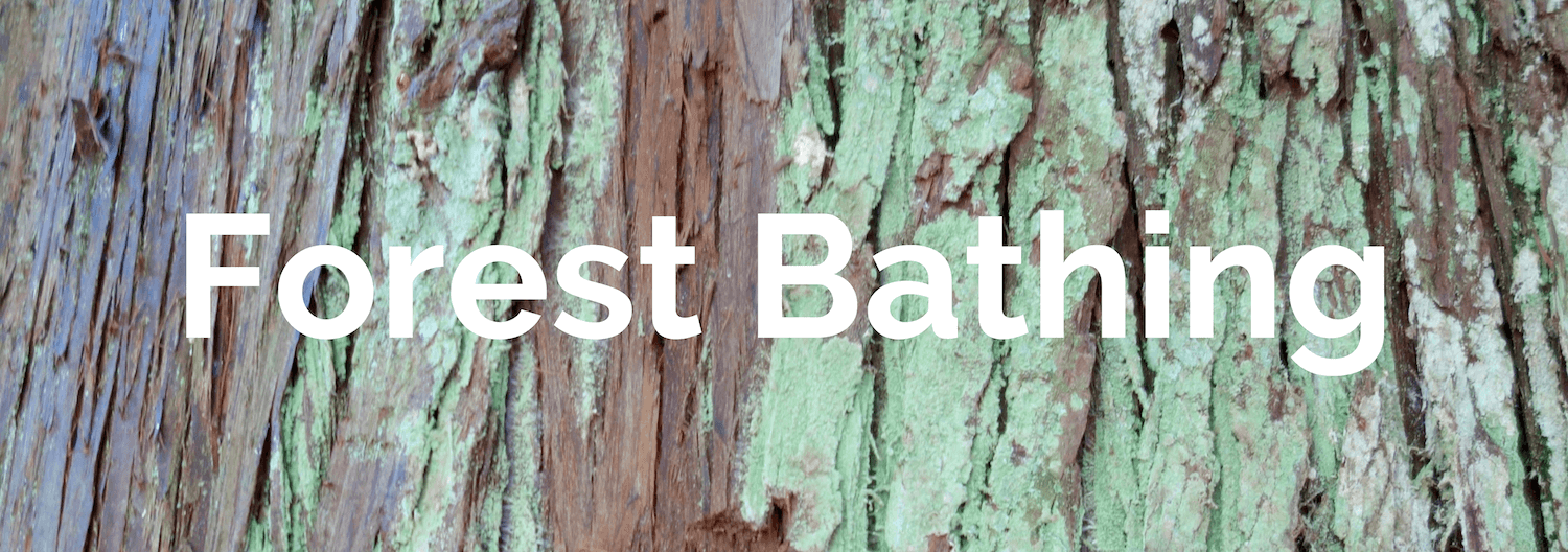 A tile for the home page of the Kessiworld website directs visitors to Forest Bathing section. The text is big bold white letters while the background is the green and brown strips of a western red cedar tree.