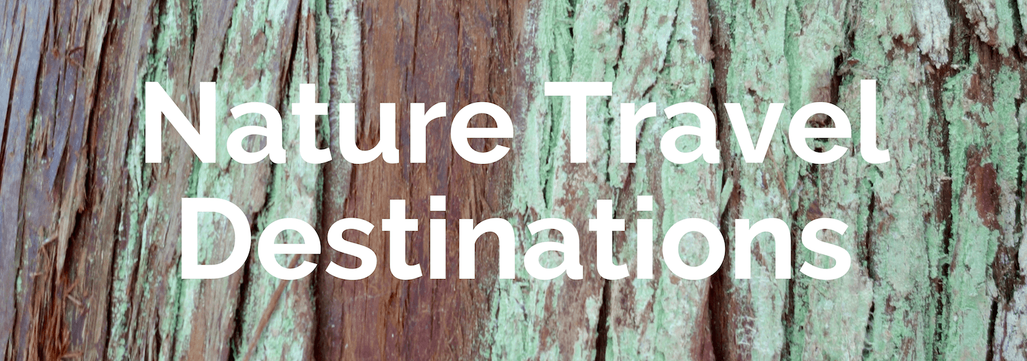 A tile for the home page of the Kessiworld website directs visitors to visit a section about Nature Travel Destinations in order to learn about the website. The text is big bold white letters while the background is the green and brown strips of a western red cedar tree.