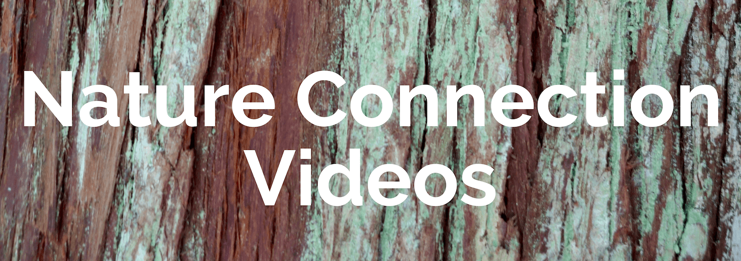 A tile for the home page of the Kessiworld website directs visitors to Nature Connection Videos in order to learn about the website. The text is big bold white letters while the background is the green and brown strips of a western red cedar tree.