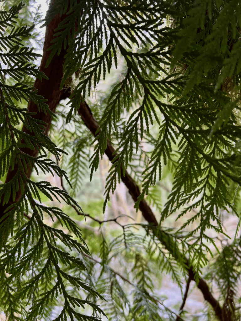 The intricate needles of a western hemlock from an up close perspective, peering into an area of the forest with more light.