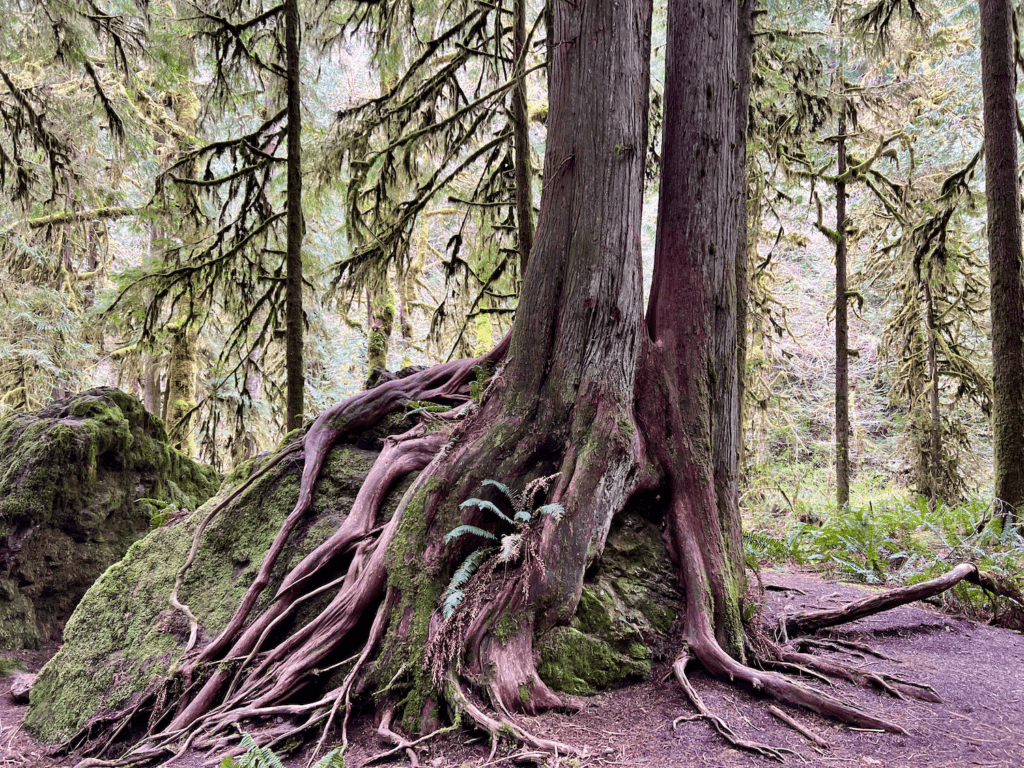 The reddish roots of western red cedar trees wind around a large boulder in Olympic National Park. This is a magical location for forest bathing, as the ground is covered in ferns and smaller trees sprouting up drenched in heavy moss. The giant glacial rocks are smothered in lime green moss through the intricate cracks and bumps.