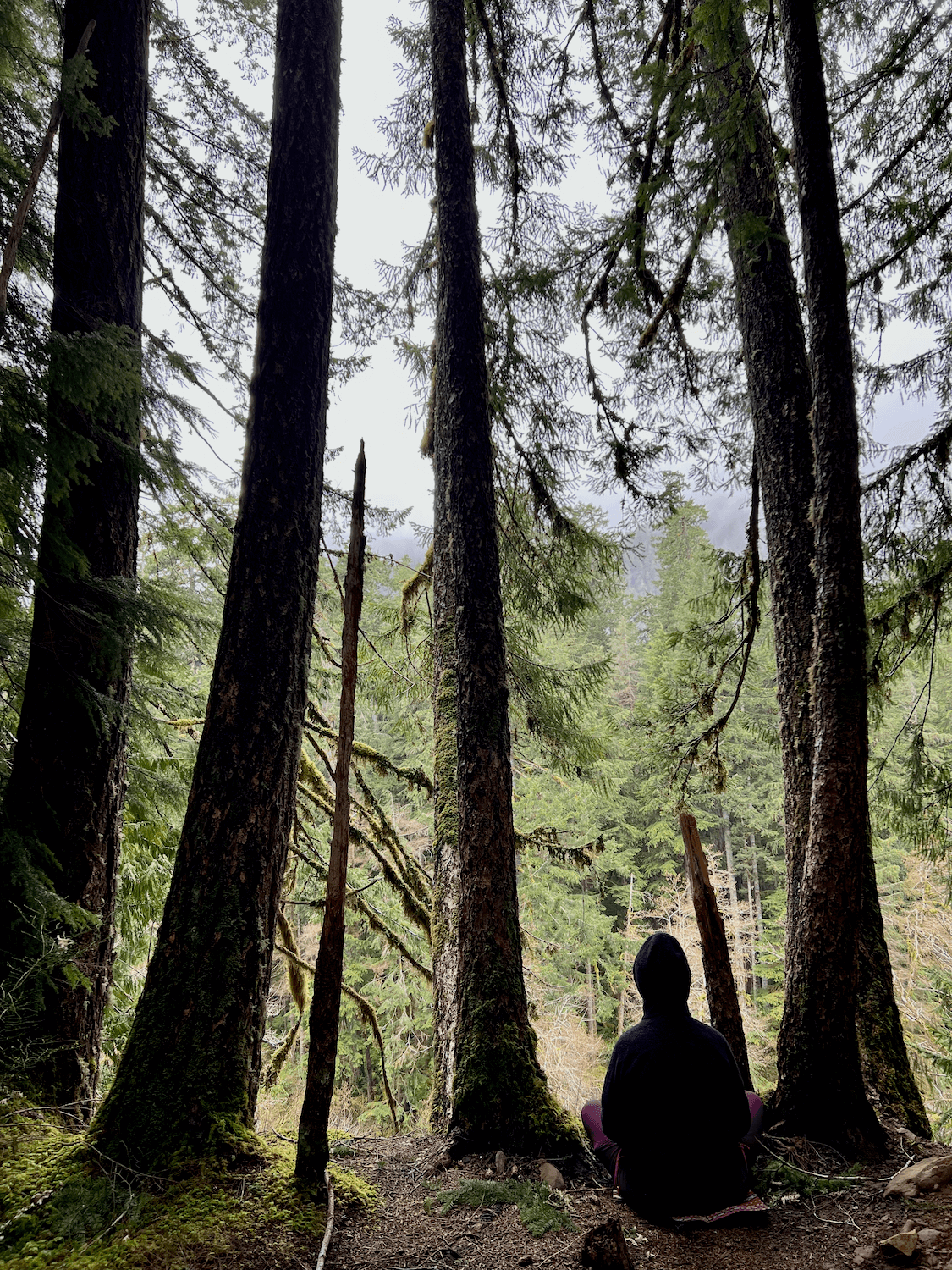 Forest Bathing for Beginners