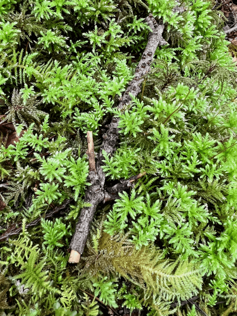 A twig is surrounded by greenery and moss on the floor of a forest.