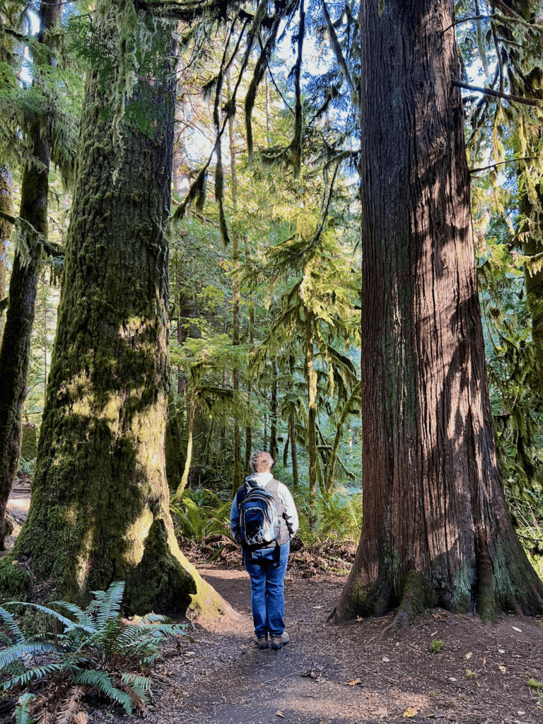 A woman wearing a backpack and blue jeans prepares to walk between two very old and tall fir trees. One is a cedar and one a hemlock. The blue sky is peeking through an otherwise tight forest canopy.