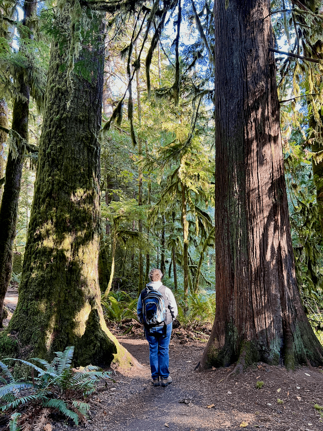Forest bathing near me