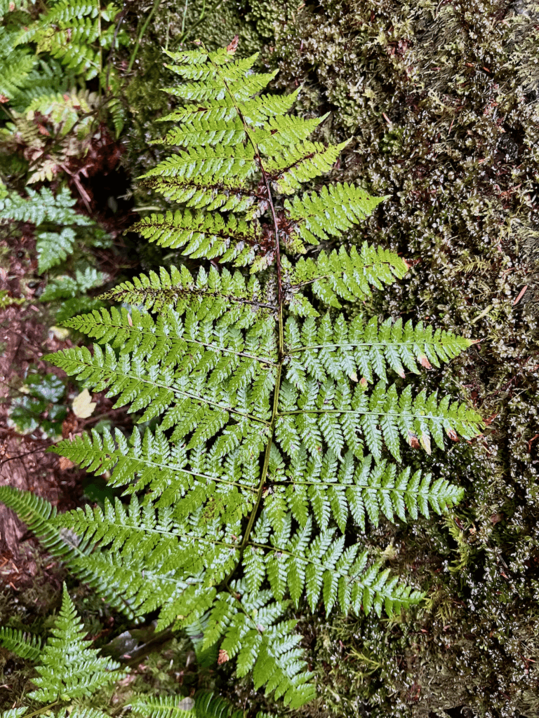 Fresh water from a recent rain makes the leaves of this green fern shine. The moss on the tree in the background is sopped with moisture.