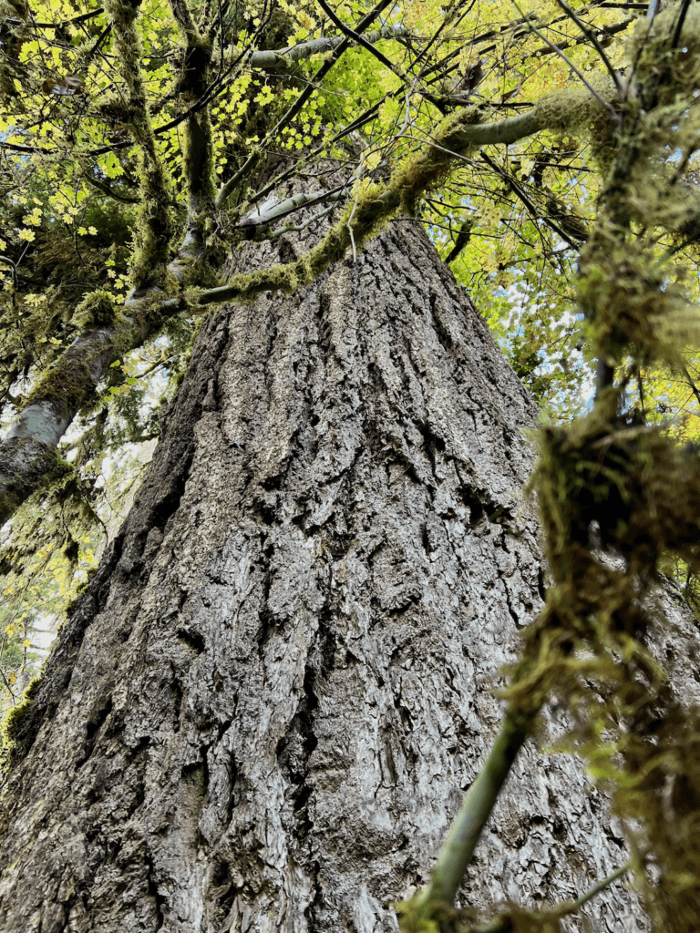 A regal Douglas fir rises up into a canopy of lightly colored yellow and green deciduous leaves.