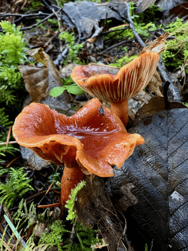 Orange mushrooms pop up on the ground in the Pacific Northwest. The two mushrooms are loaded with dew drops and surrounded by leaves and moss.