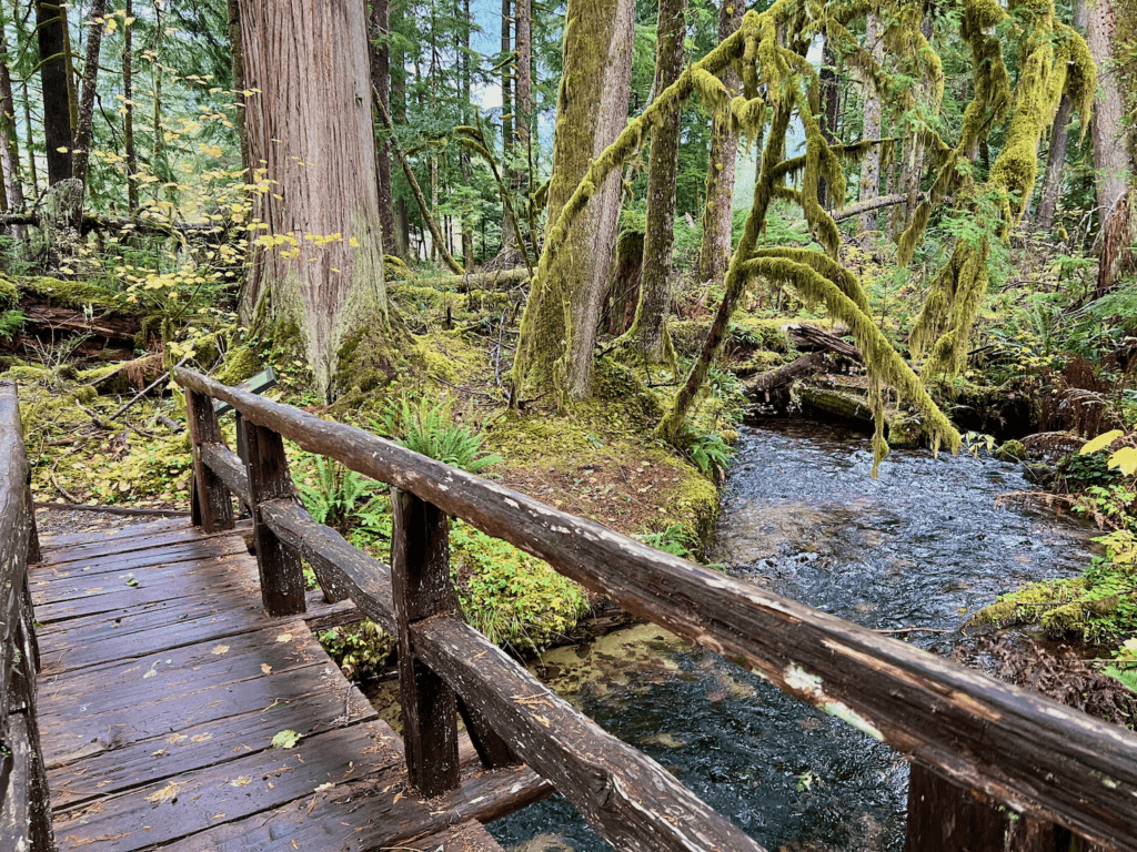 Forest Bathing is easy to do in the Pacific Northwest, like this scene here deep in a forest with a wooden bridge crossing a creek with moss lined trees hanging over.