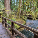 Forest Bathing is easy to do in the Pacific Northwest, like this scene here deep in a forest with a wooden bridge crossing a creek with moss lined trees hanging over.