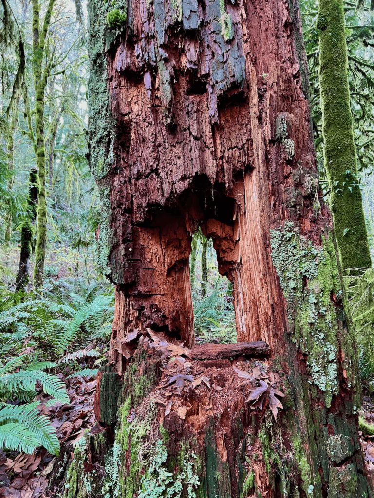 A rotting tree shows a hole in the middle looking into the forest with green textures and variations on colors everywhere. The decay of the tree is red and orange.