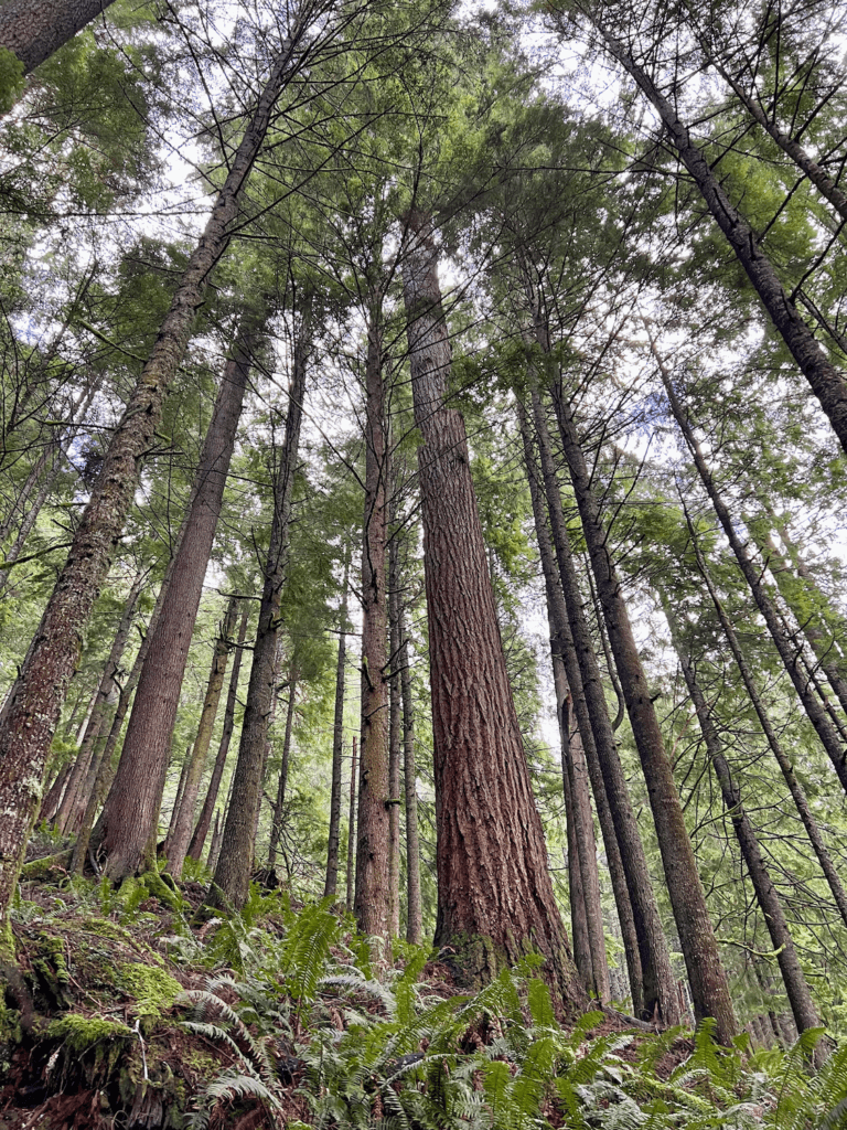 Trees in a forest rise up to the gray sky. There are many smaller firs with a few larger old-growth timbers.