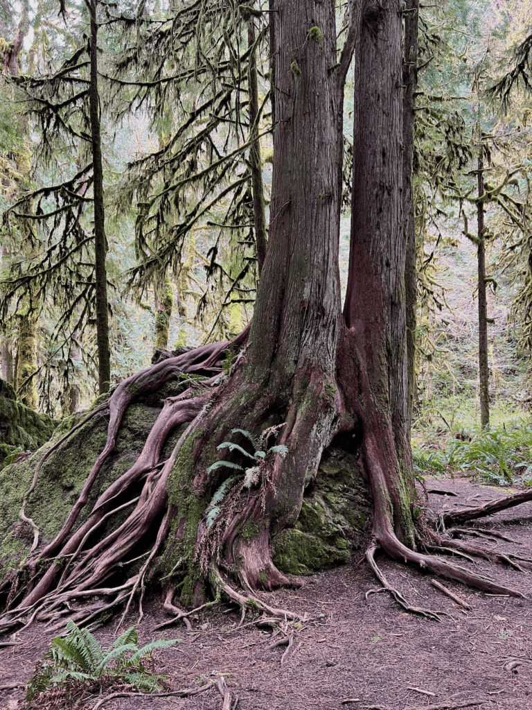 Several giant western red cedar trees grab a giant boulder in Olympic National Park. This is a popular place for beginners to engage in Forest Bathing. The roots are winding and reddish color with ferns growing there too. Small trees draped in moss line the background of the photo.