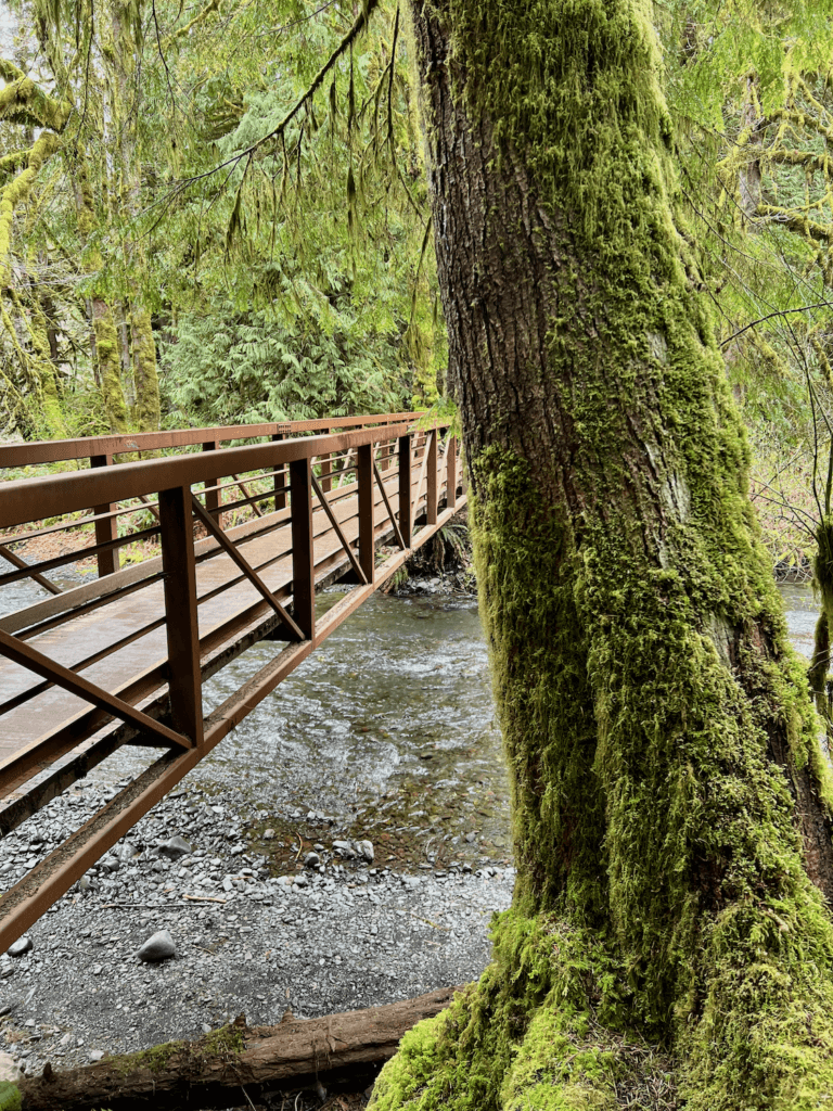 A metal bridge crosses a river in Olympic National Park. It is painted brown and looks very sturdy and modern. Meanwhile a moss lined hemlock tree rises above the bridge on the bank of the river.