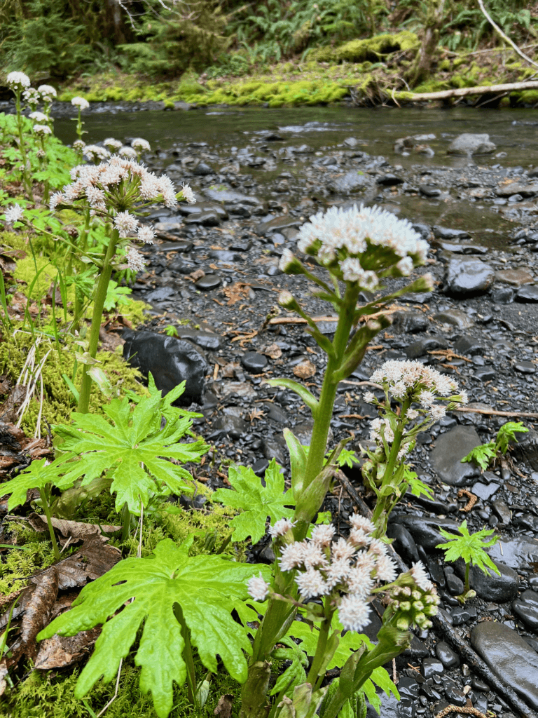 White flowering plants creep up to shiny wet black river rock on a quietly flowing stretch of Olympic National Park.