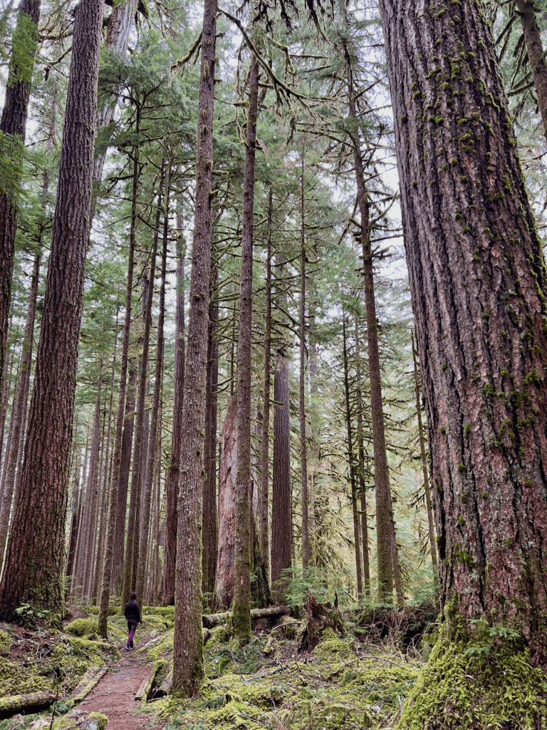 A woman walks in Olympic National Park beginning a Forest Bathing session along a winding path lined with moss and tall Douglas fir trees. Some of the trees are very old while a batch of new ones sprout up along the trail.