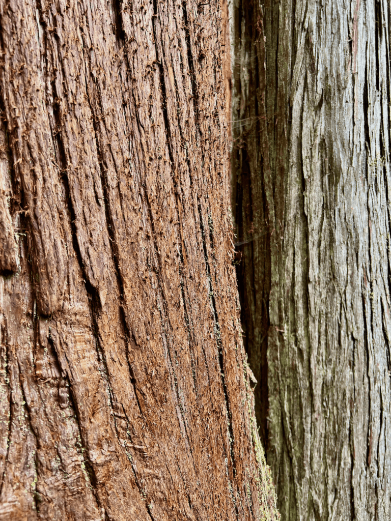 The bark of western red cedar trees are red and a duller gray color in the up close shot in a forest.