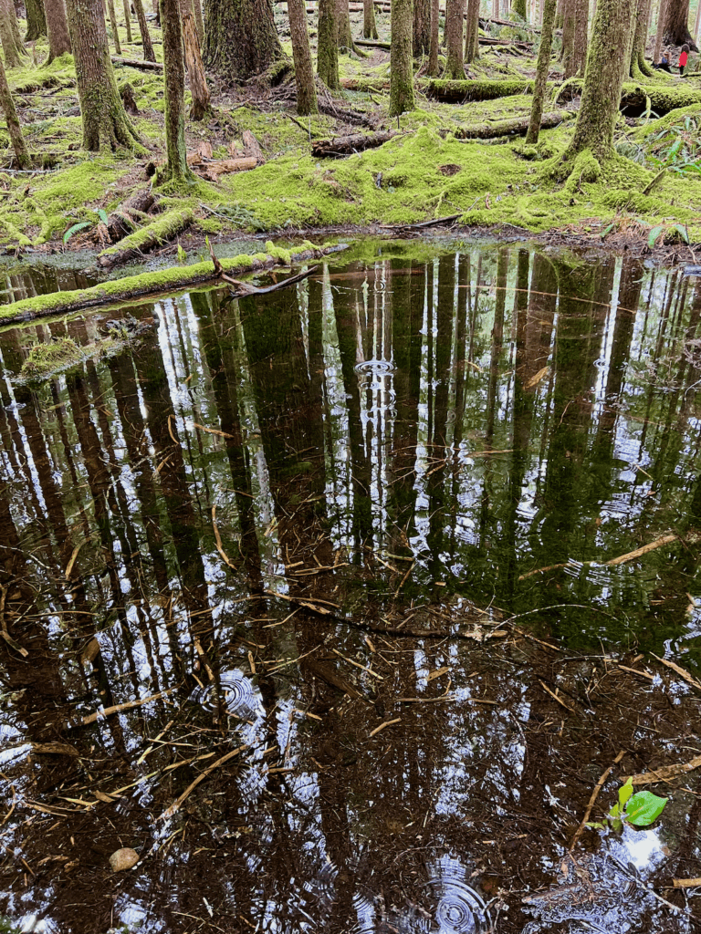 Two small human figures begin a forest bathing experience near the Sol Duc River of Olympic National Park. One is wearing red and the other purple. They are in the very distance while in the foreground you can see a pond with very dark rich water that shows the reflection of the forest canopy of trees. The pond is lined with bright green moss.