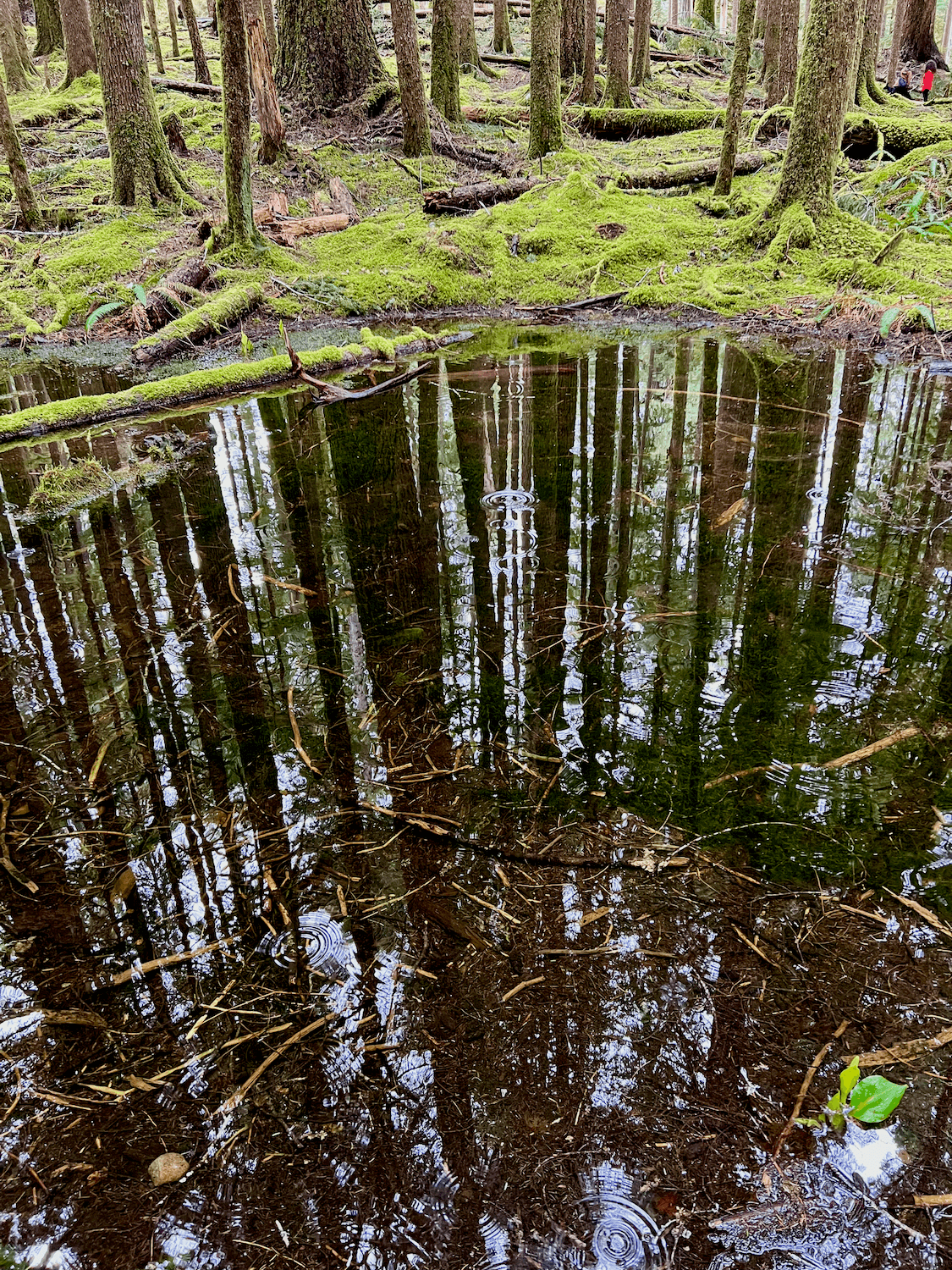 Forest Bathing for Beginners