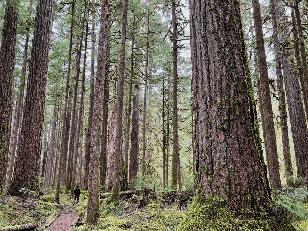 A person walks on a trail, beginning a forest bathing experience amongst giant Douglas fir trees. The moss lined trail winds through trees of all sizes, with moss-drenched branches rising up to the gray sky.