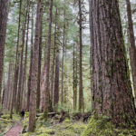 A person walks on a trail, beginning a forest bathing experience amongst giant Douglas fir trees. The moss lined trail winds through trees of all sizes, with moss-drenched branches rising up to the gray sky.