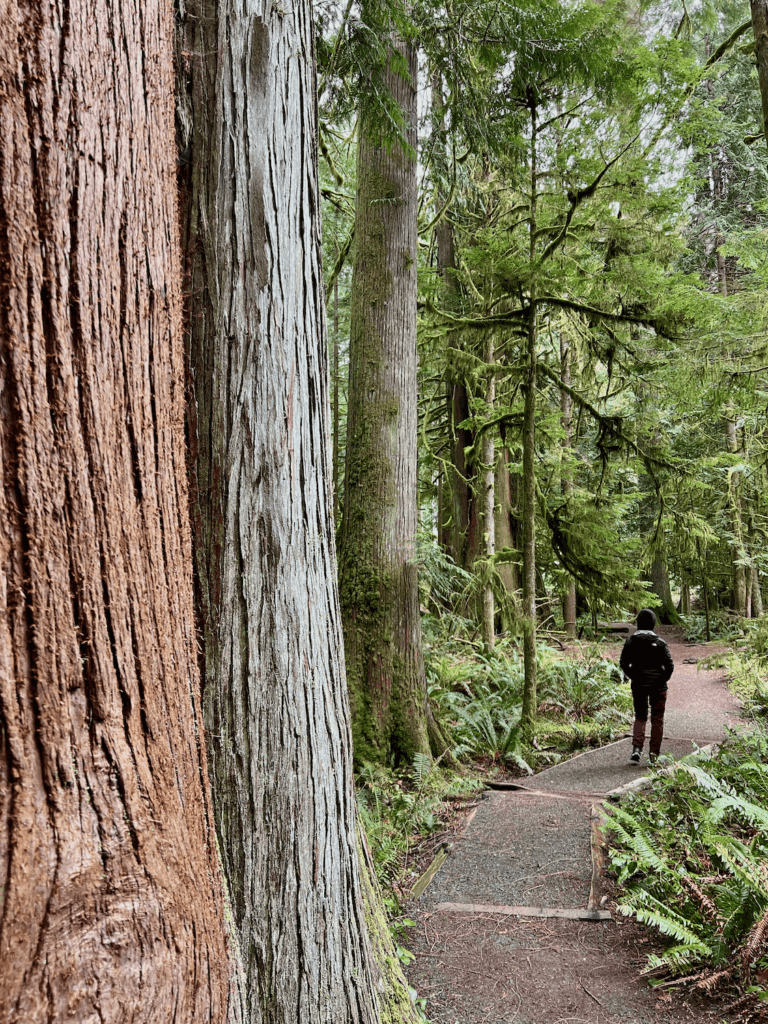 A person walks in a forest on a well maintained gravel trail surrounded by sword ferns and cedar trees. They are wearing purple pants and dark coat and hat.