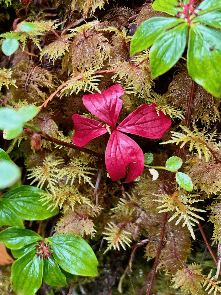 The bright red leaves of a plant in the middle of a forest pull attention from yellowish green moss and other green leafy plants.