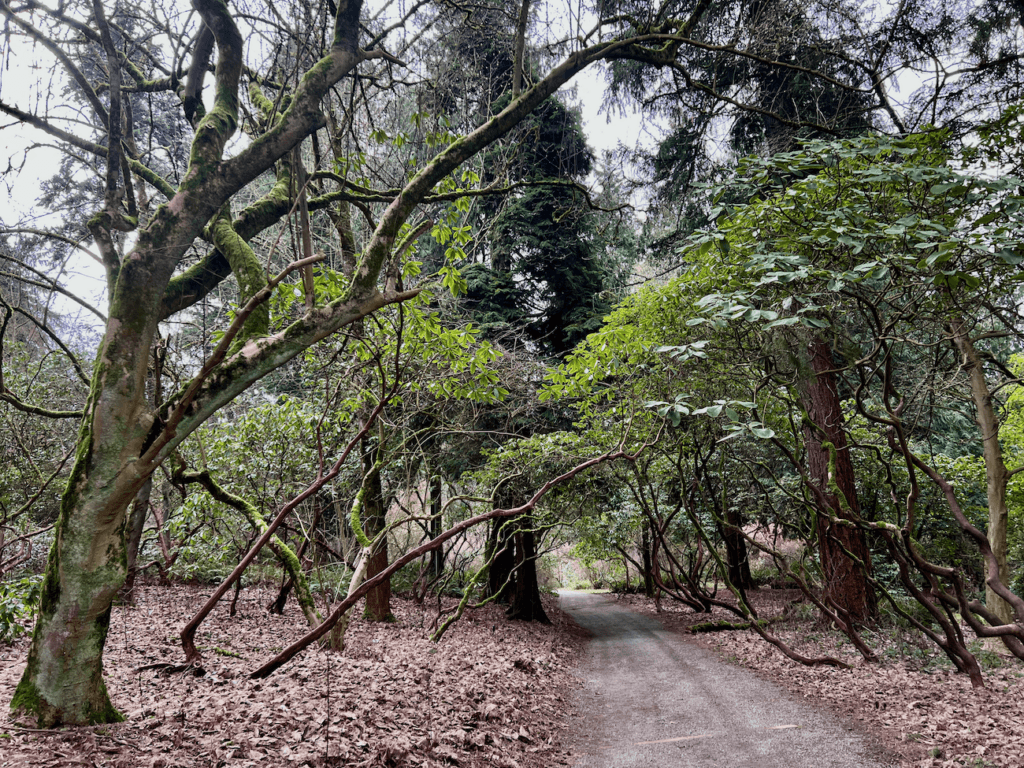 A view down a gravel roadway while Forest Bathing in Seattle's Washington Park Arboretum in February. The trees are dormant but the rhododendrons show off their twisted trunks holding their canopy of leaves up toward the gray sky.