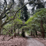 A view down a gravel roadway while Forest Bathing in Seattle's Washington Park Arboretum in February. The trees are dormant but the rhododendrons show off their twisted trunks holding their canopy of leaves up toward the gray sky.