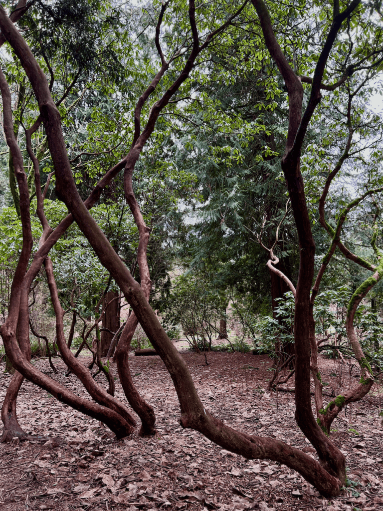 The creative twists of reddish brown trunks of giants rhododendrons brings to mind veins in a human body. This is a scene from a Forest Bathing experience in Seattle. The corkscrew shapes rise up to a canopy of bright green oval leaves.