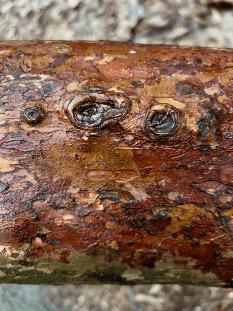 The bark of a rhododendron bush during a Forest Bathing experience in Seattle's Arboretum is aglow with a variety of shades of red, orange, and brown. The texture is shiny from a recent rain and the ground is lighter shades of brown but out of focus.